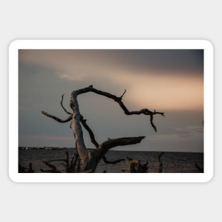 Sunset at Driftwood Beach on Jekyll Island Sticker